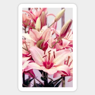 Fresh pink lilies flowers closeup Sticker